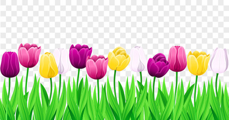Seamless Row Of Vector Colorful Tulips With Leaves. Set Of Isolated Spring Flowers. Collection Of Beautiful Multi-Color Tulip Buds And Blooming Flowers For Festive Design, Transparent Background.