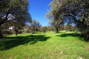 View of olive trees in field, Monda, Spain.