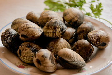 clams very fresh for cooking