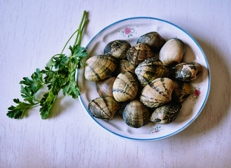clams very fresh for cooking