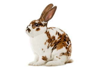 Spotted rabbit isolated on a white background.