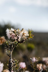 Wildflower