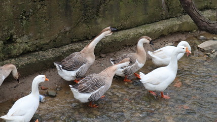 domestic geese and ducks walking in the rural yard