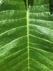 Green leaf veins and epidermis closeup