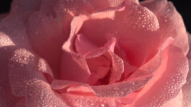 Pink Rose Petals in Dew Drops. Pale Pink rose covered with large transparent drops slowly rotates in front of the camera