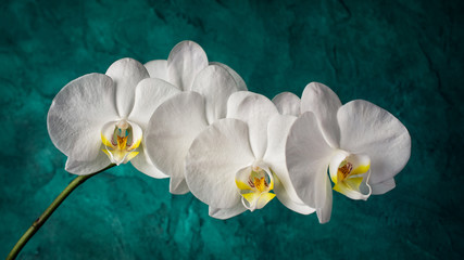 Branch with white orchid flowers
