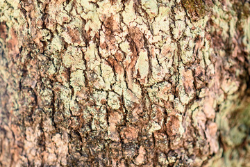 Background. Close-up of the bark of an olive wood log.