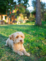 Cute brown dog lying in the sun on the grass