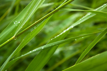 Image with green grass of reeds with rain drops