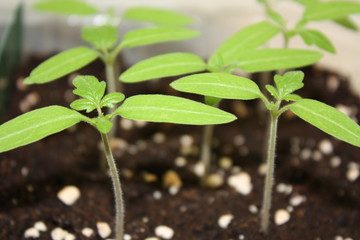 Junge Tomaten Stecklinge