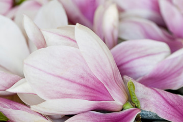Fototapeta na wymiar Pink Magnolia Flower Close up