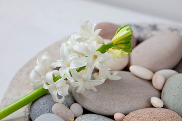 Fototapeta na wymiar Still Life With Little White Spring Flowers