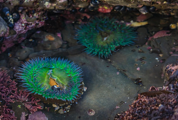 Giant green anemone in a tide pool at Fitzgerald Marine Reserve in Northern California, Bay Area south of San Francisco