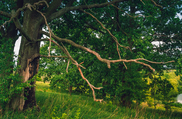 Fields landscape in summer sunset and sunrise