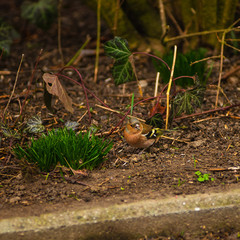 Naklejka na ściany i meble House sparrows looking for seeds in a backyard