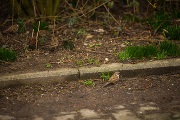House sparrows looking for seeds in a backyard