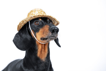 The close up portrait of adorable black and tan dachshund looking up from left side of picture. Wearing pretty straw hat, funny dog face expression. Indoors,  on white background. not isolated