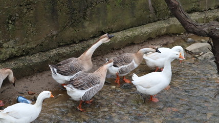 domestic geese and ducks walking in the rural yard