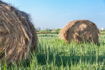 straw rolls in the middle of the field