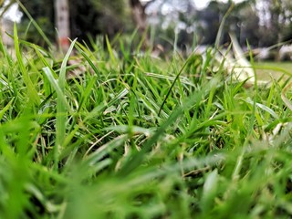 dew on grass