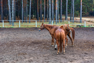Two young horses in enclosure close up