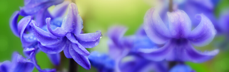 Macro shot of hyacinth with water drops.
