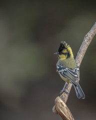 The Indian black-lored, Indian, or Indian yellow tit is a passerine bird in the tit family Paridae.