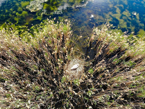 Top view swan in wayer next to its nest