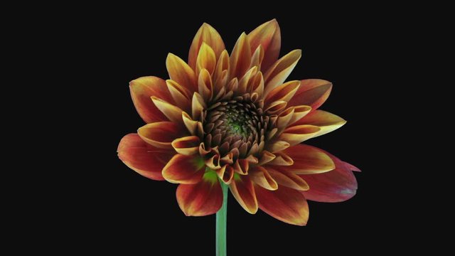 Time-lapse of growing and opening orange Dahlia (Asteraceae) flower 4e3 in RGB + ALPHA matte format isolated on black background