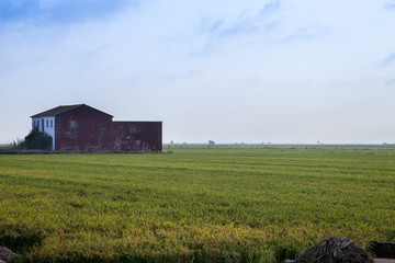 Fototapeta na wymiar rice fields in the lagoon of Valencia