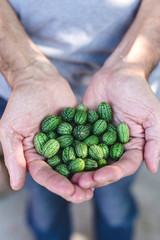 Fresh organic melothria scabra or sour gherkin, mouse watermelon in farmer hand