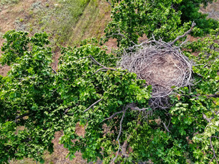 Nest of white-tailed eagle or haliaeetus albicilla on tree