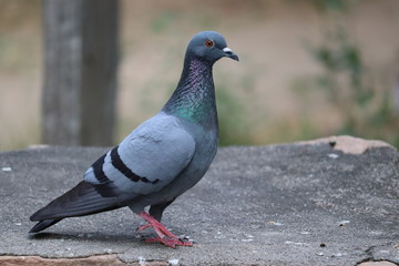 A blue pigeon in side view
