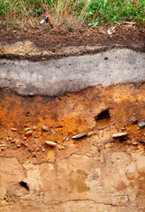 Soil profile of a Podzol or Spodosol near Bippen in Northwestern Germany