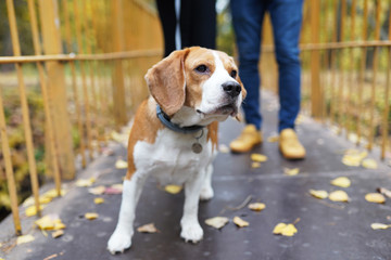 Puppy beagle running near it owner legs. Close up image