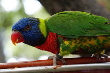 Colorful parrot eat
