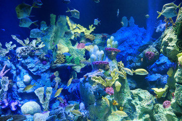 Fototapeta na wymiar Big aquarium with corals and fishes
