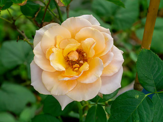 Close up of yellow rose flower on blur background.