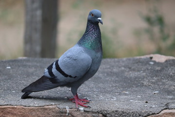close up of rare dove on rock