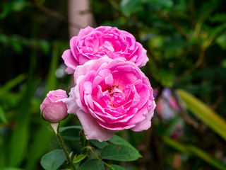 Pink of Damask Rose flower