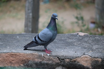 close up of thar dove