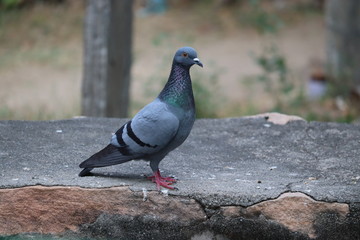 full body shot of desert pigeon
