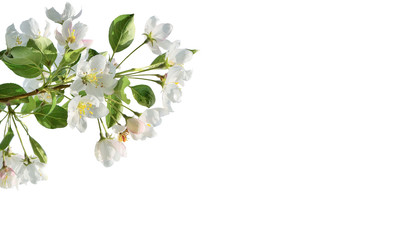 Spring blossoming of apple tree branch on white background isolated