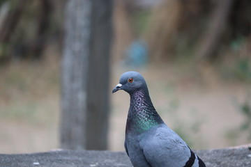 side shot of desert pigeon on rock