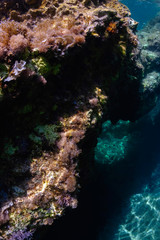 Naklejka na ściany i meble Mediterannean reef in Zakynthos, Greece
