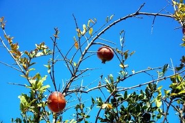 Granatäpfel am Baum