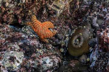 Giant green anemone in a tide pool at Fitzgerald Marine Reserve in Northern California, Bay Area south of San Francisco