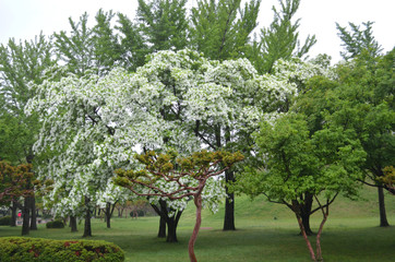 Fototapeta na wymiar Some trees are clustered at the base of a grass-covered hill in a park. One is covered in white blossom. An azalea bush is in the foreground, with pink flowers. A path is to one side.