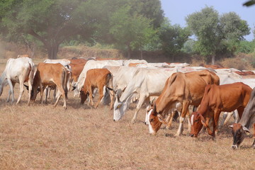 Obraz premium multicolored cows group in thar