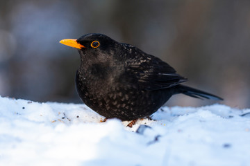 Common blackbird, Turdus merula, male perched on top of snow on a uniform background.